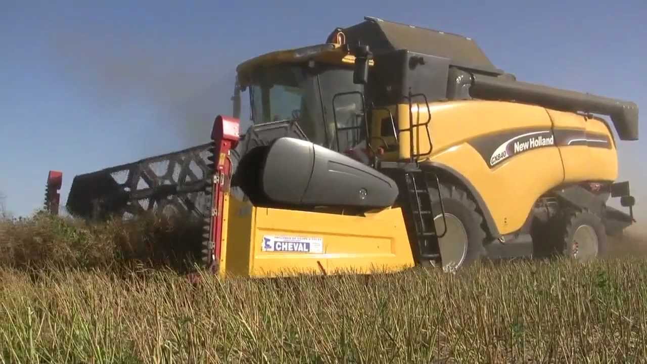 Moisson de colza - Harvest with CX840