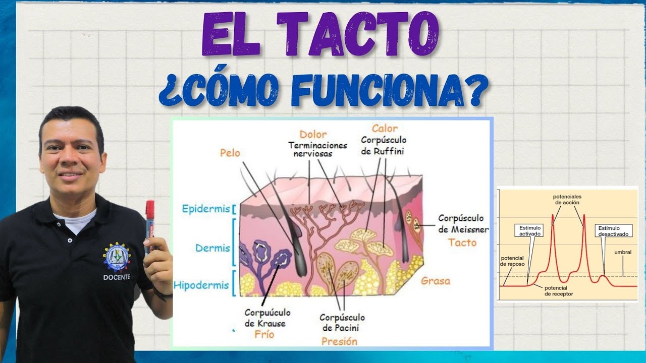 🎖️EL  TACTO o  sentido del tacto. sistema tegumentario. la piel, corpúsculos