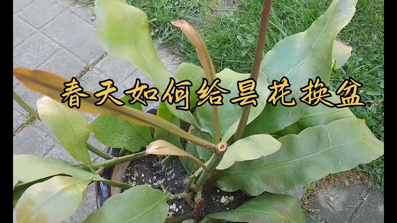 春天如何给昙花换盆