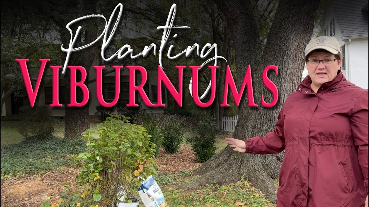 Planting Blue Muffin® and All That Glitters® Viburnums - 🌳🌳🌳🌳