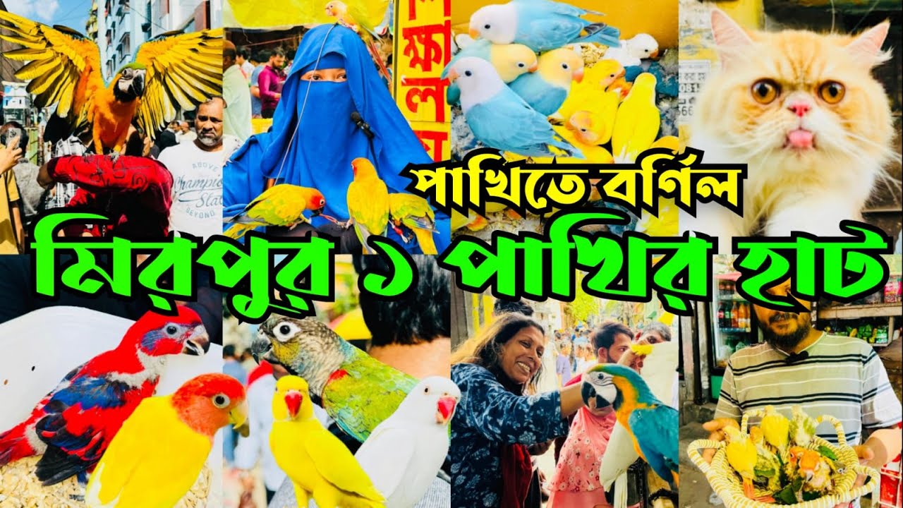 ম্যাকাও কাকাতুয়ায় বর্ণিল মিরপুর ১ পাখির হাট | Mirpur 1 Pakhir Hat #viral @MurshedPets