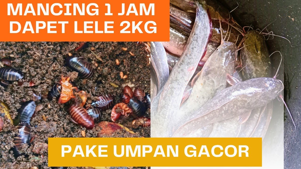 Umpan Gacor Lele Harian Dan Lomba Musim Panas