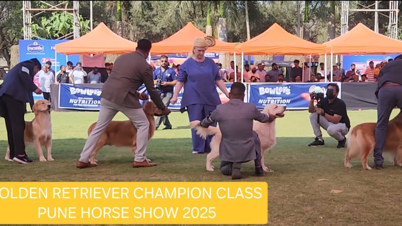 Golden retriever champion class full video | pune dog show 2025 | CHAMPION CLASS JUDGING