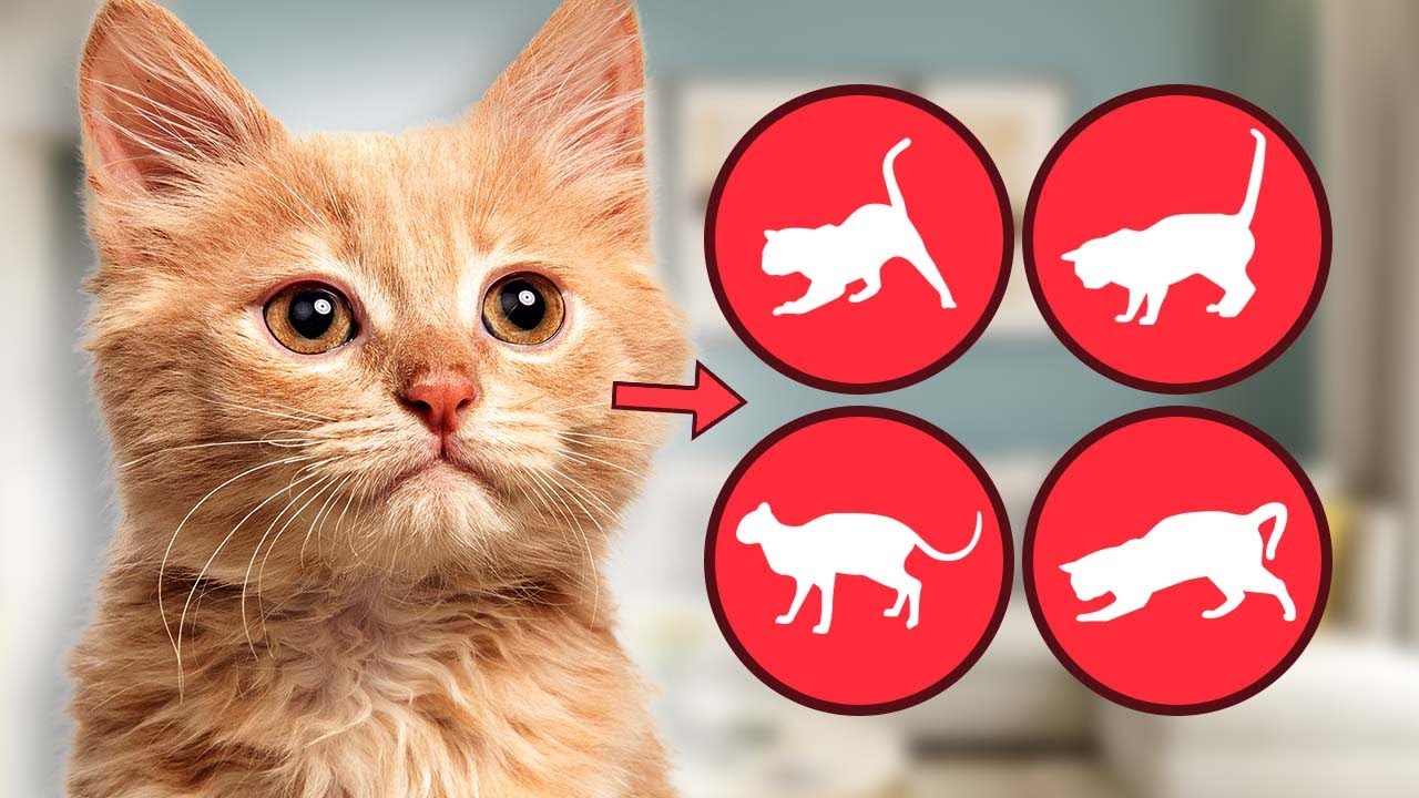 Cat Tail Language DECODED (READ YOUR CATS EVERY MOOD)