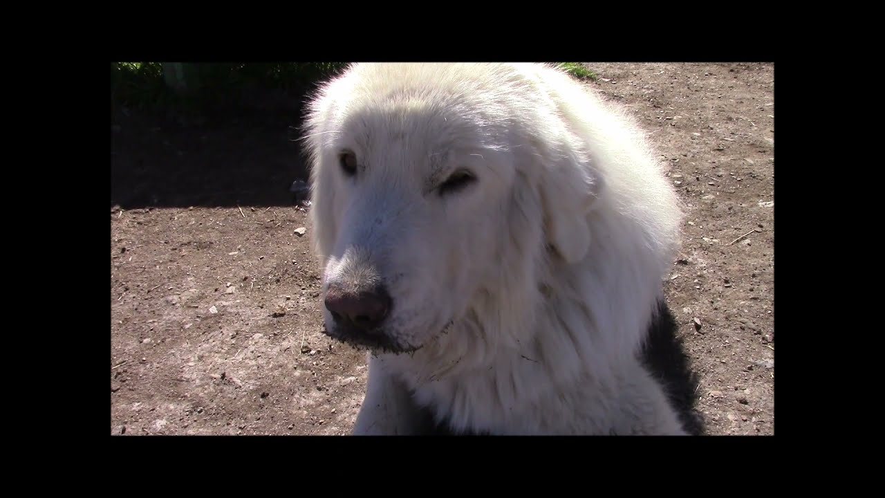 PATOU-che  AU BERGER ET A SES CHIENS.....!