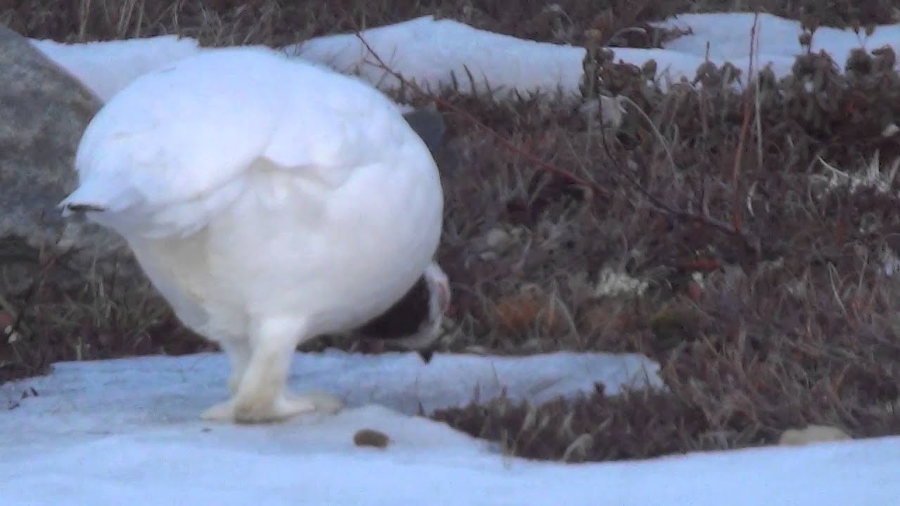 Willow Ptarmigan