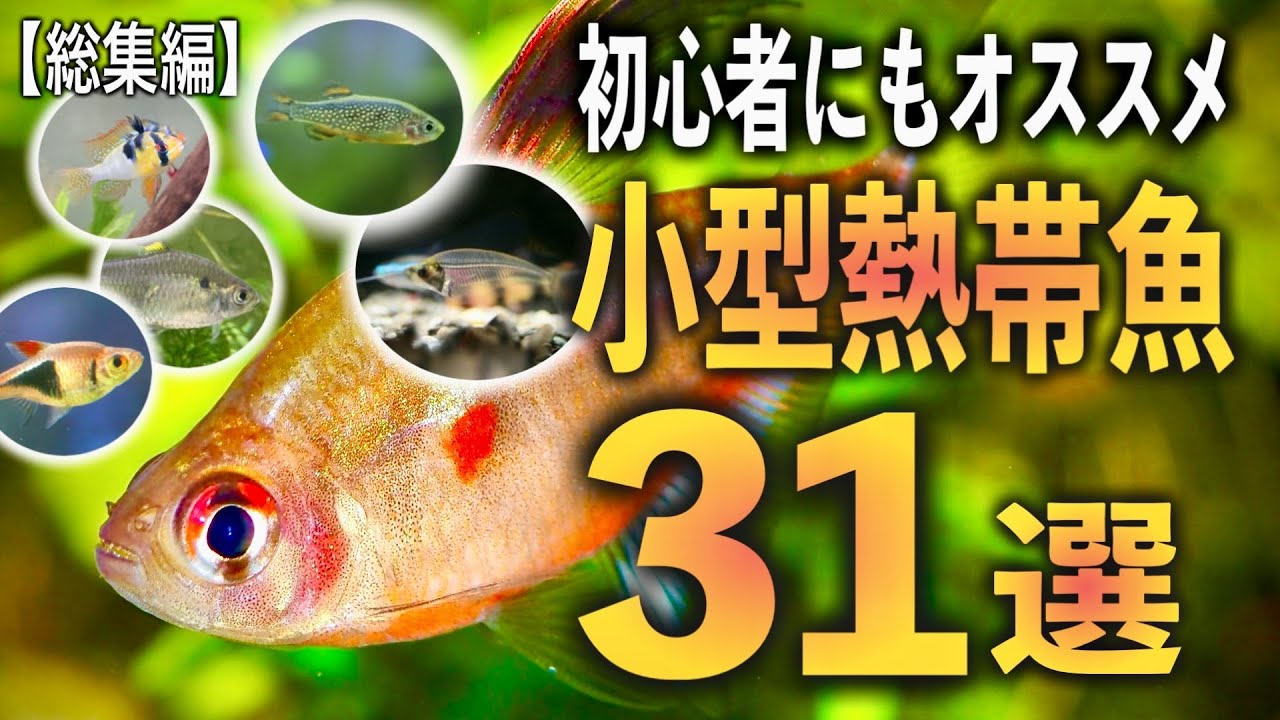 【初心者にもおすすめ】美しい小型熱帯魚31選 -総集編-【淡水魚 アクアリウム】