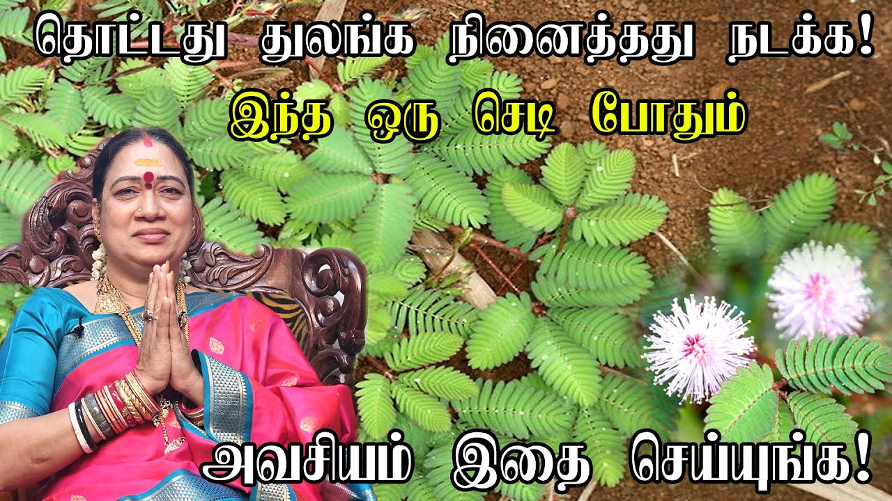 தொட்டது துலங்க நினைத்தது நடக்க தொட்டால் சிணுங்கி பரிகாரம் | Ninaithathu Nadaka | Thottal Surungi