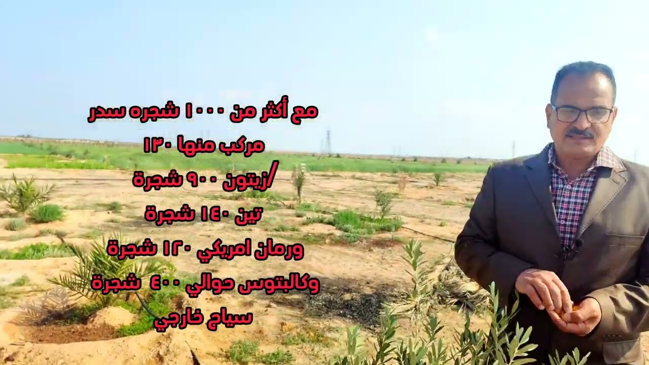 انتشار المزارع النموذجية التي تجمع النخيل مع الاشجار المثمرة أطراف مدينة النجف العراق مزرعة العيساوي