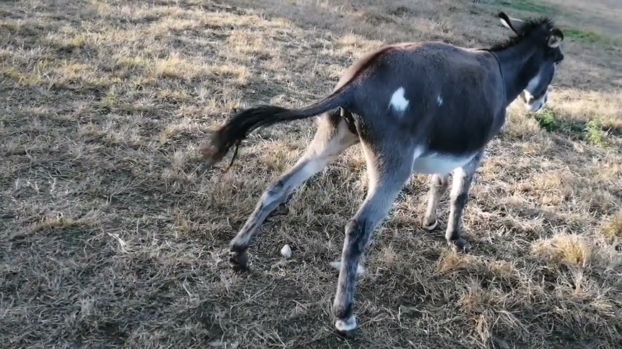 DONKEY PEE/ ASINELLA 