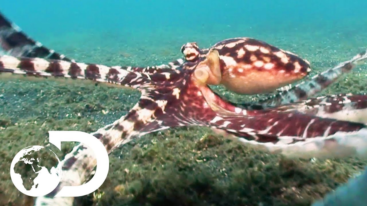 The Mimic Octopus | Nick Baker's Weird Creatures