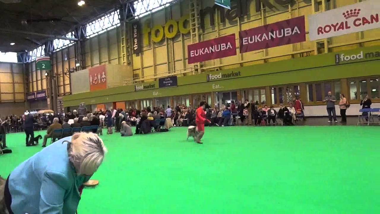 Crufts 2016 -  Keeshond breed judging
