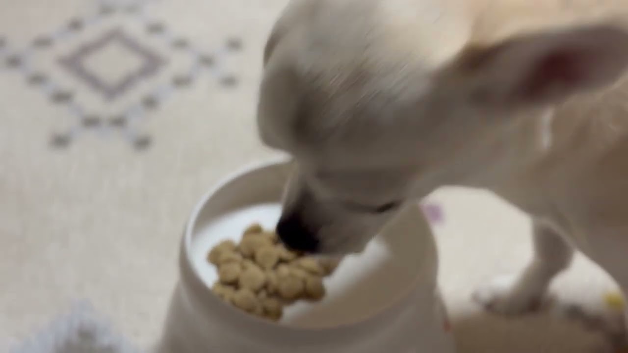 ピコ 2025年 1月 その３