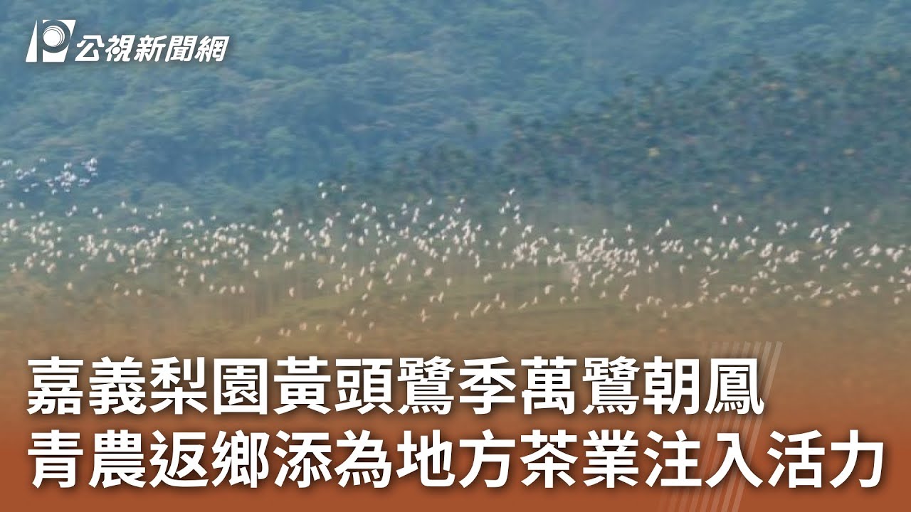 嘉義梨園黃頭鷺季萬鷺朝鳳 青農返鄉添為地方茶業注入活力｜20240927 公視中晝新聞