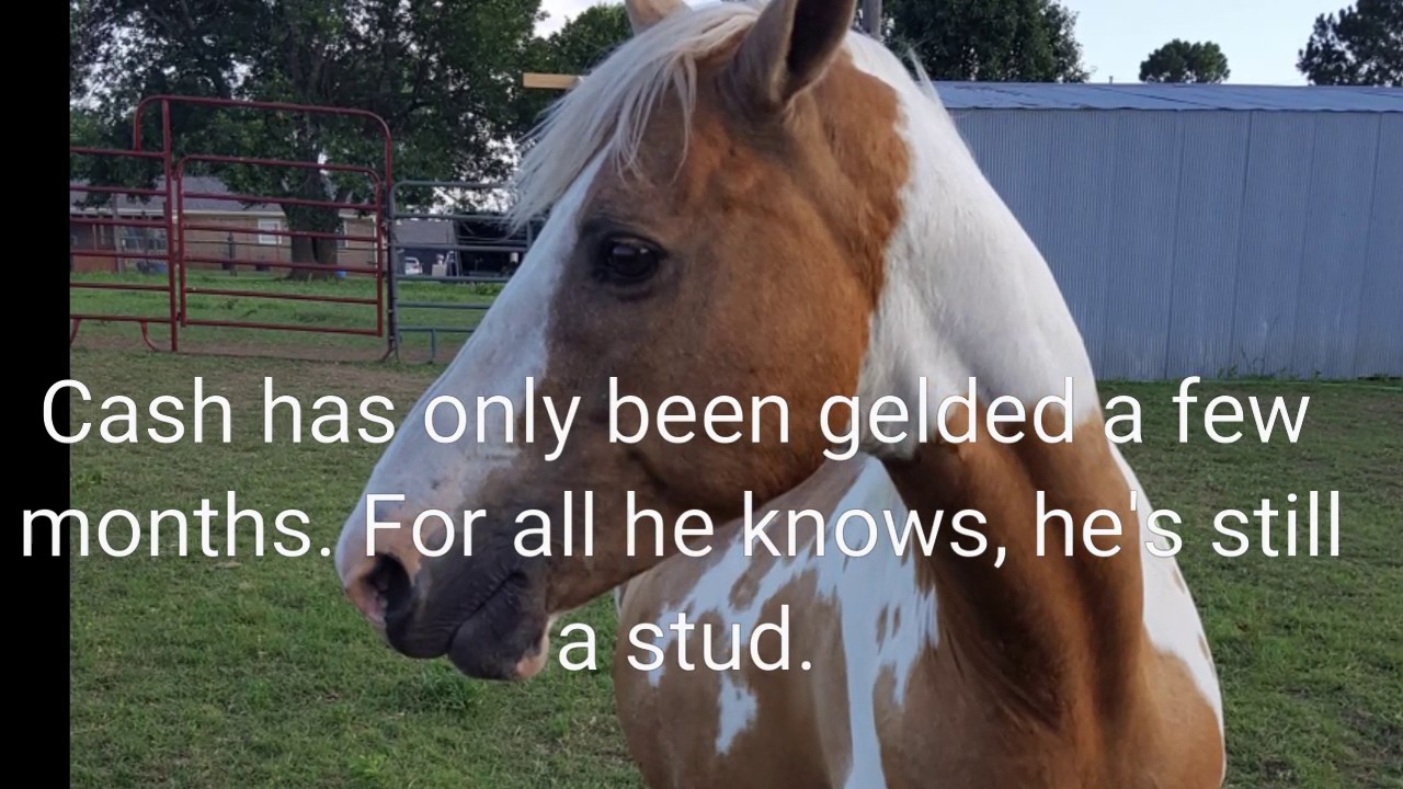 Tami Marler's herd boss defends mare from new recently-gelded stallion