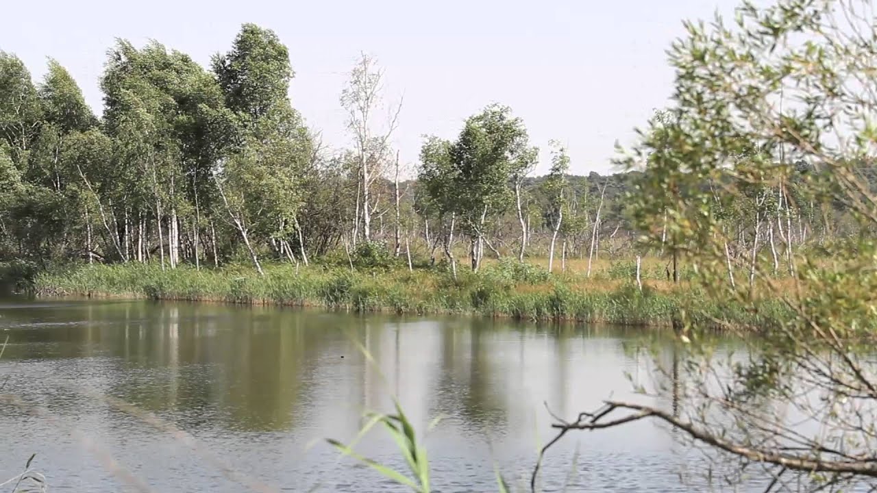 Les Marais de Sacy