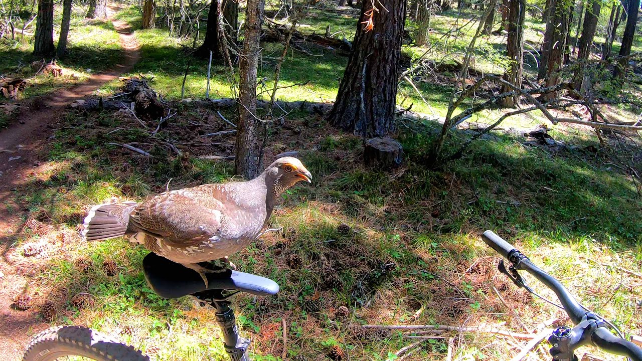 the_grouse_whisperer.mp4
