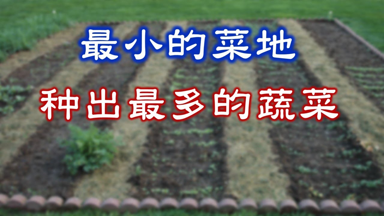 【种菜新手必看】用最小的菜地，种出最多的蔬菜！/ How to maximize vegetable production in your backyard garden