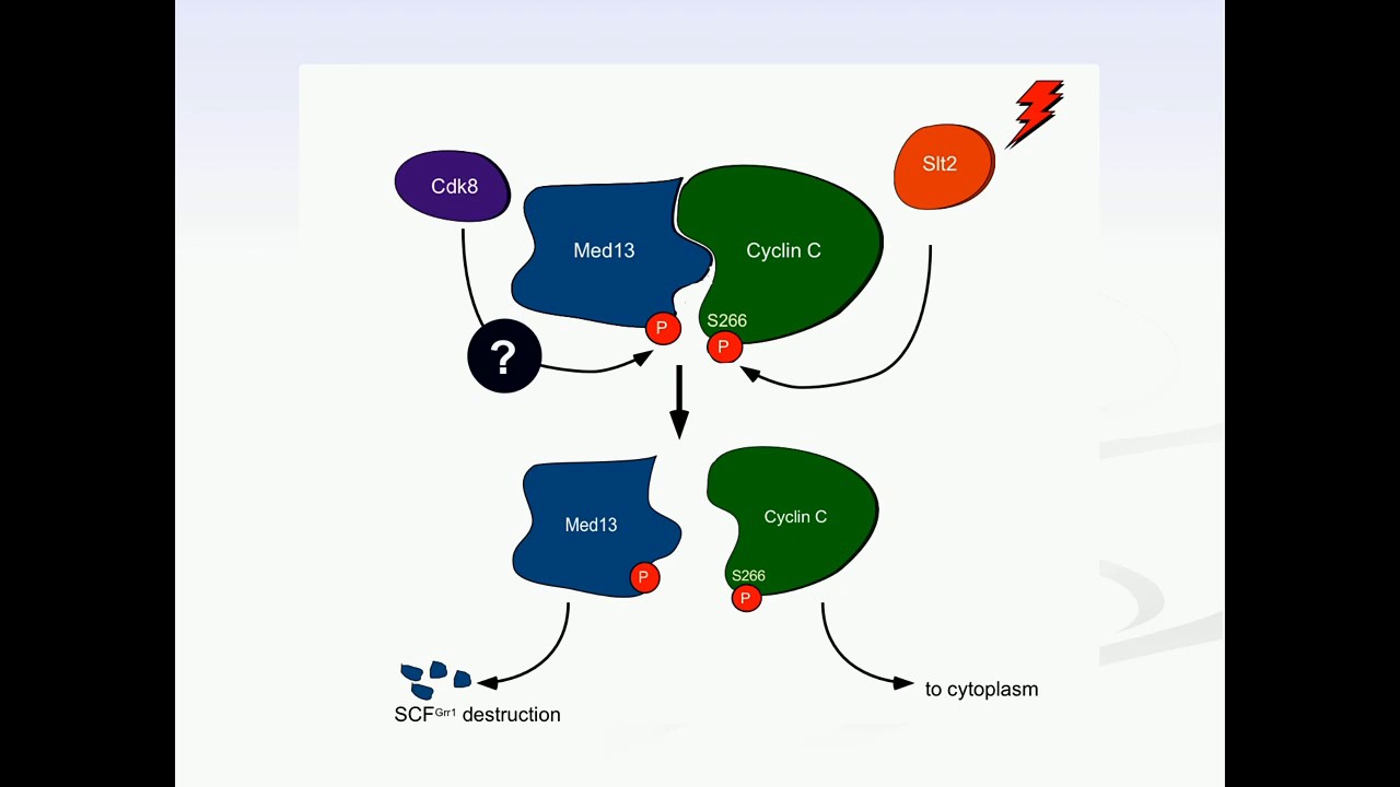 D Stieg: ROS-induced Med13 degradation by SCFGrr1 mediates mitochondrial fragmentation & cell death.