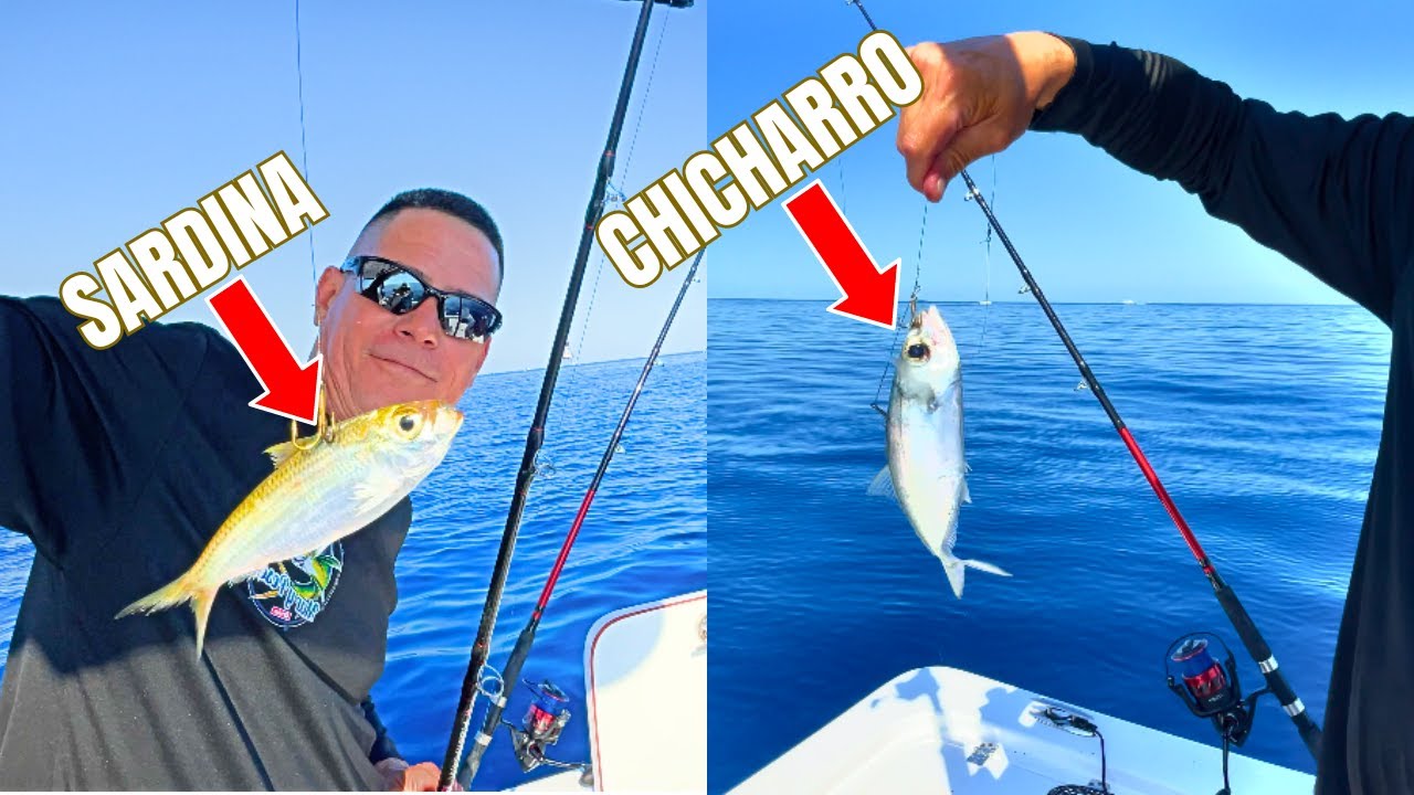 COMO PESCAR CON ESTAS CARNADAS VIVAS