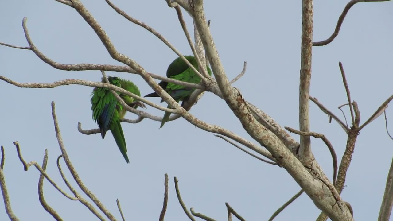 Jamaican Parrots