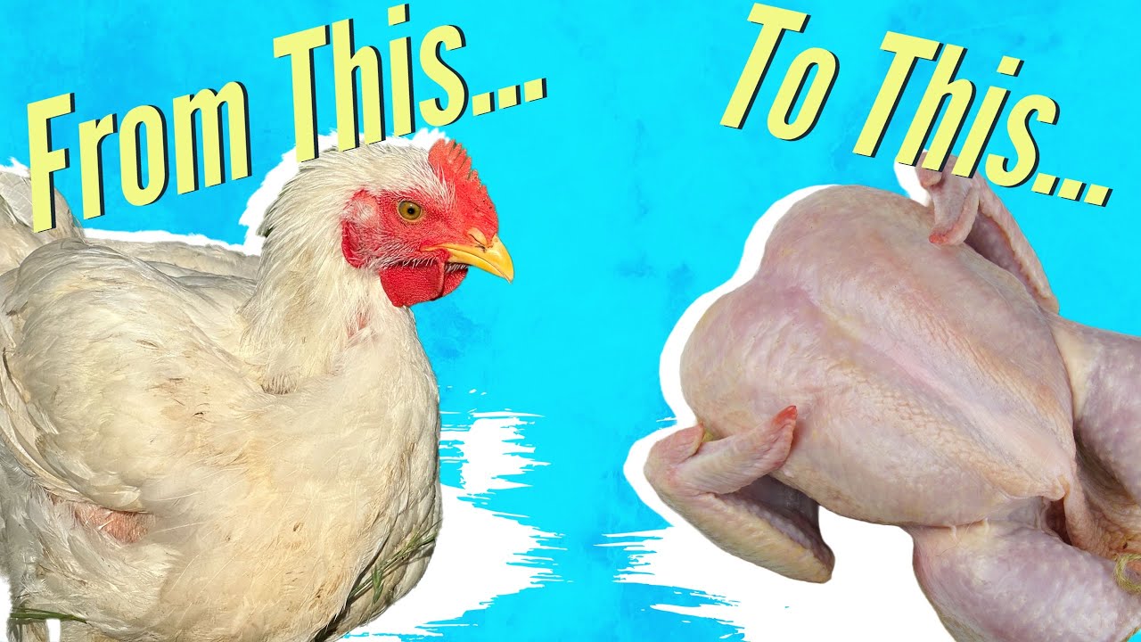 How to Raise Chickens for Meat Part 6: From Pasture to Plate