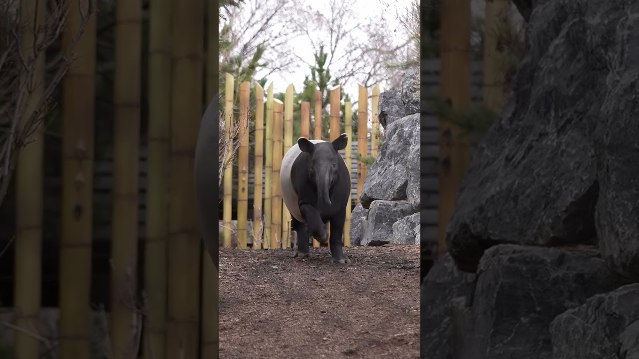 Malayan Tapir 'Sempurna' Running
