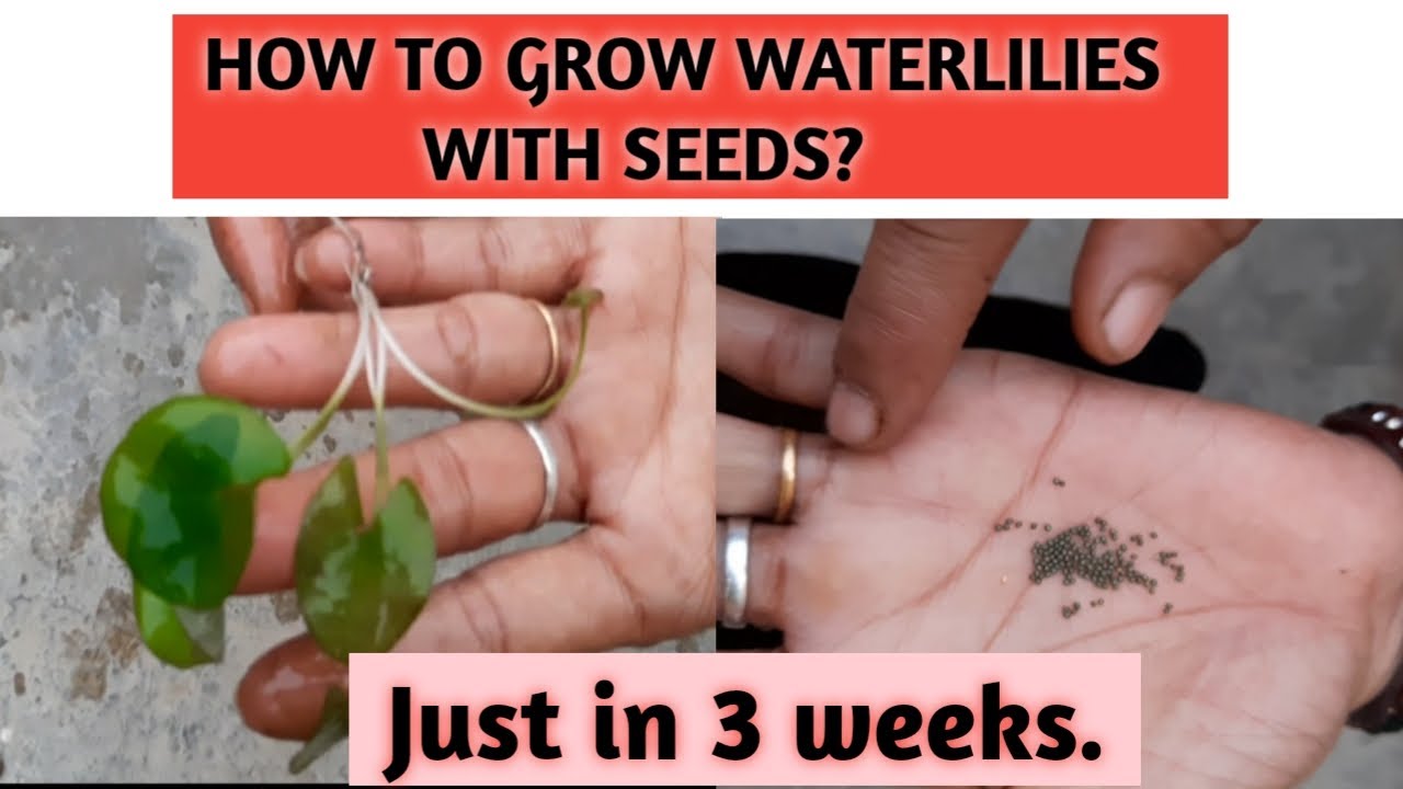 How to grow waterlilies with seeds?