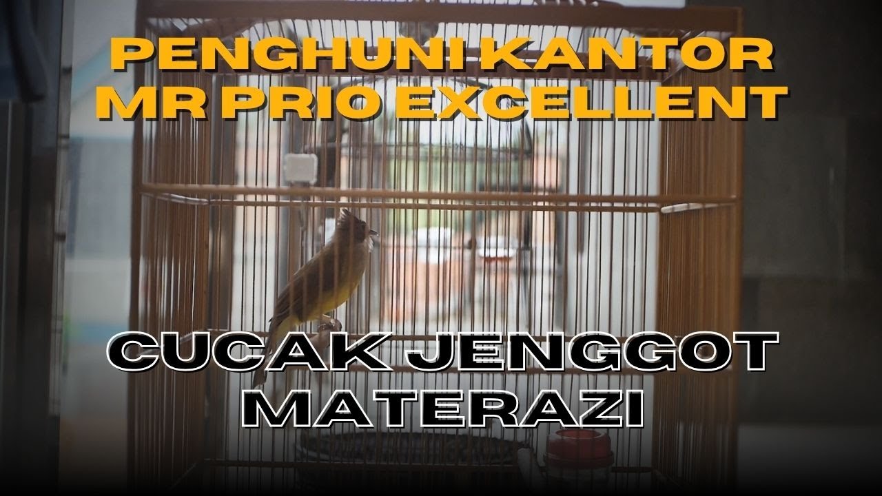 KEDIAMAN CUCAK JENGGOT LEGENDA MATERAZI OM BRO