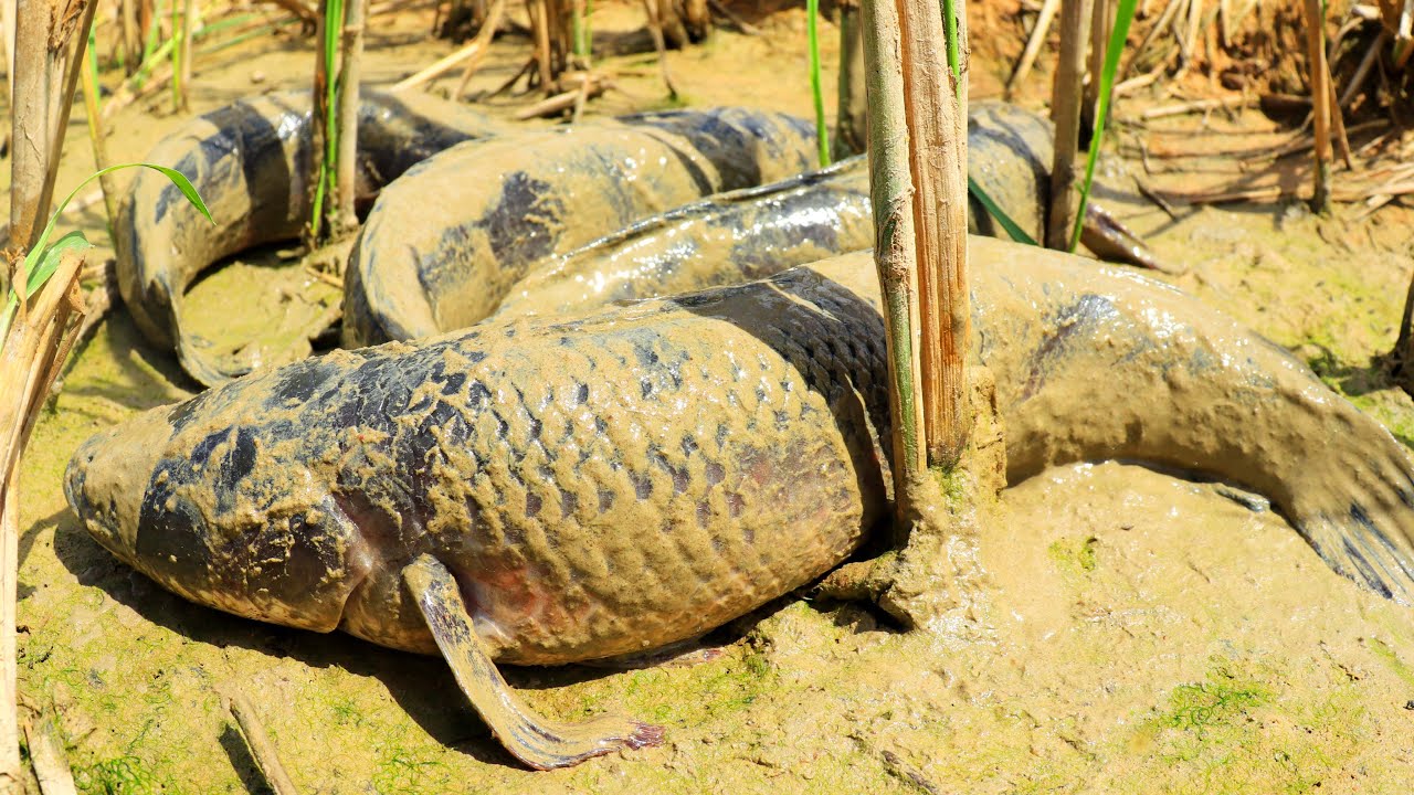 Very Lucky Fishing! Catching Fish in Dry Season with only Hand | Mr. Tonjay Fishing