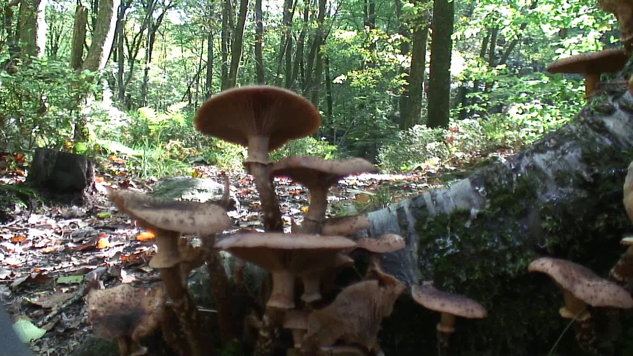 Hautes Fagnes Vallée de la  Statte -Tal der Statte  HD