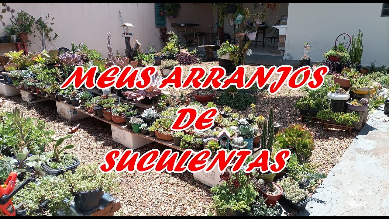 Mostrando meus arranjos lindos de suculentas convite