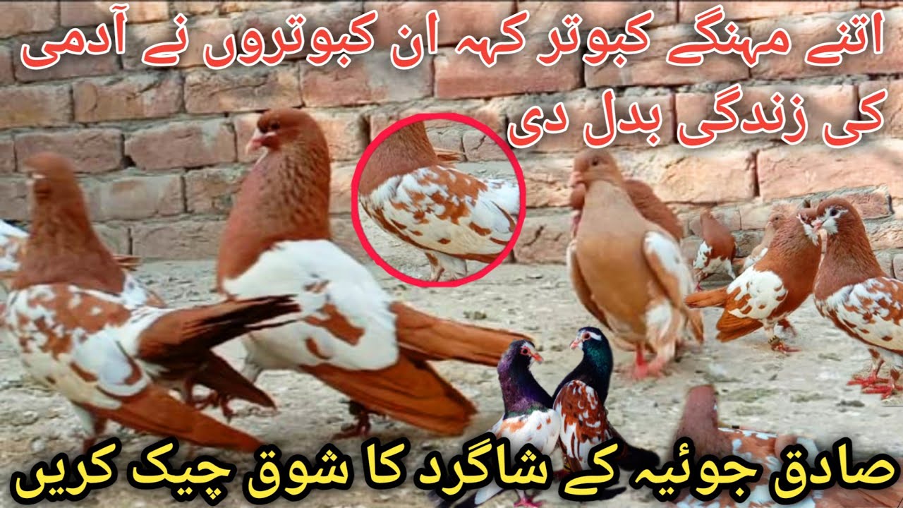 Top Beautiful Breeding Setup|Lal khal|Kasni Khal|Siyah Khal|(Rais Darzi) Shagird Sadiq joiya|