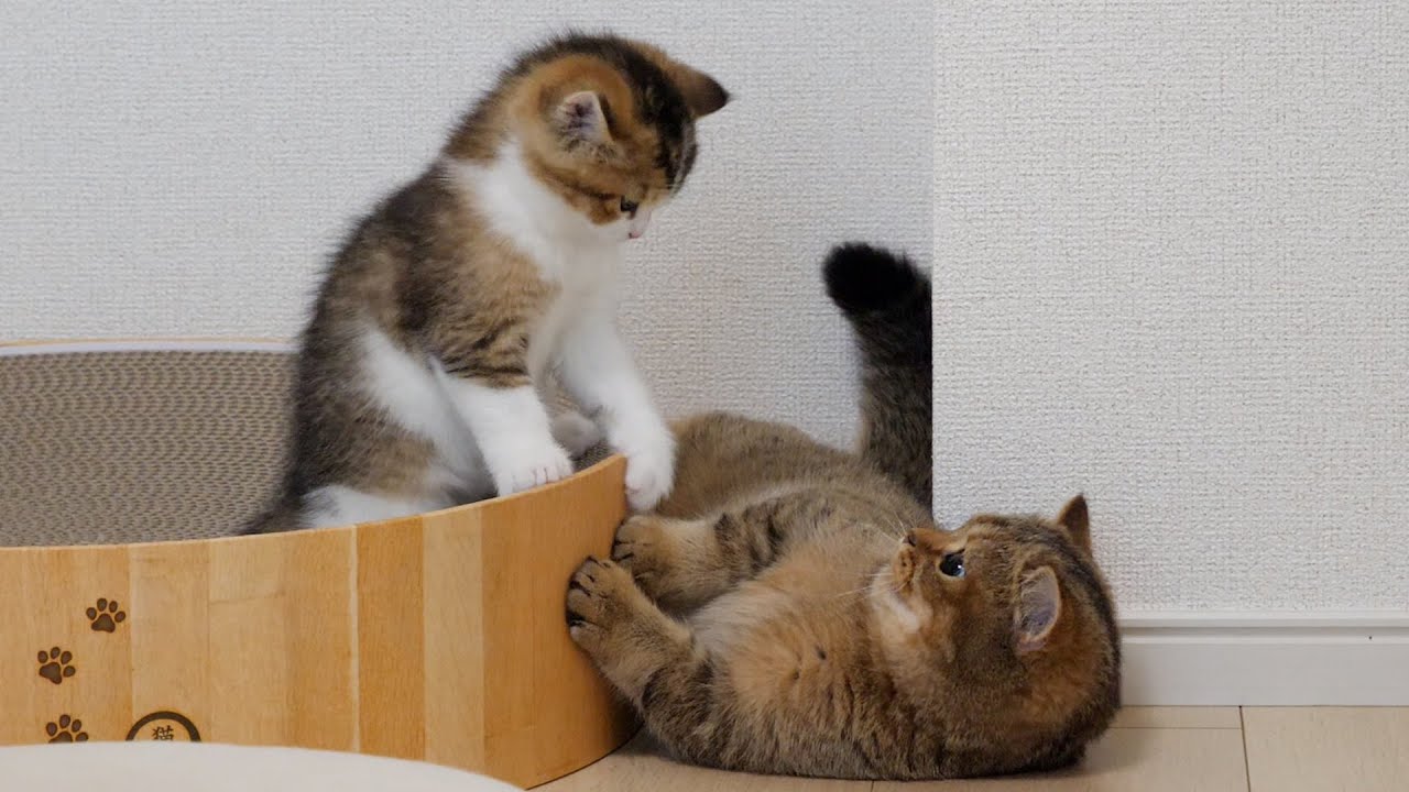 It seems that kitten Nico is still no match for his big sister cat Charo!