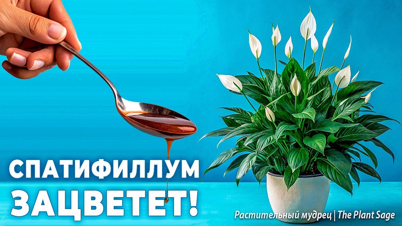 ПОЧЕМУ НЕ ЦВЕТЕТ СПАТИФИЛЛУМ? 1 ЛОЖКА ПРЕВРАТИТ ЖЕНСКОЕ СЧАСТЬЕ В ЦВЕТУЩЕЕ ОБЛАКО!