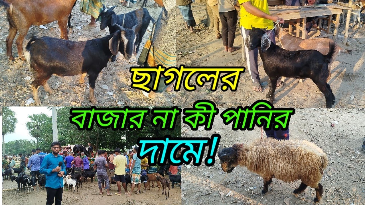 ছোট বড় ছাগলের দাম জানুন! Amrid hate || শীত এর সময় ছাগলের দাম না কী কম! goad prices 2026