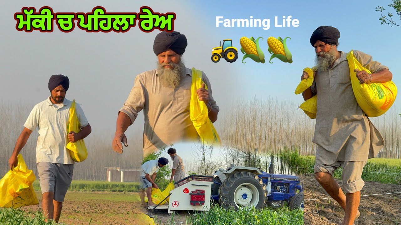 ਮੱਕੀ ਦੀ ਫਸਲ ਵਿੱਚ ਯੂਰੀਆ ਪਾਉਣ ਦਾ ਦਿਨ | Village Life Punjab #maizefarming #malkeetbai 