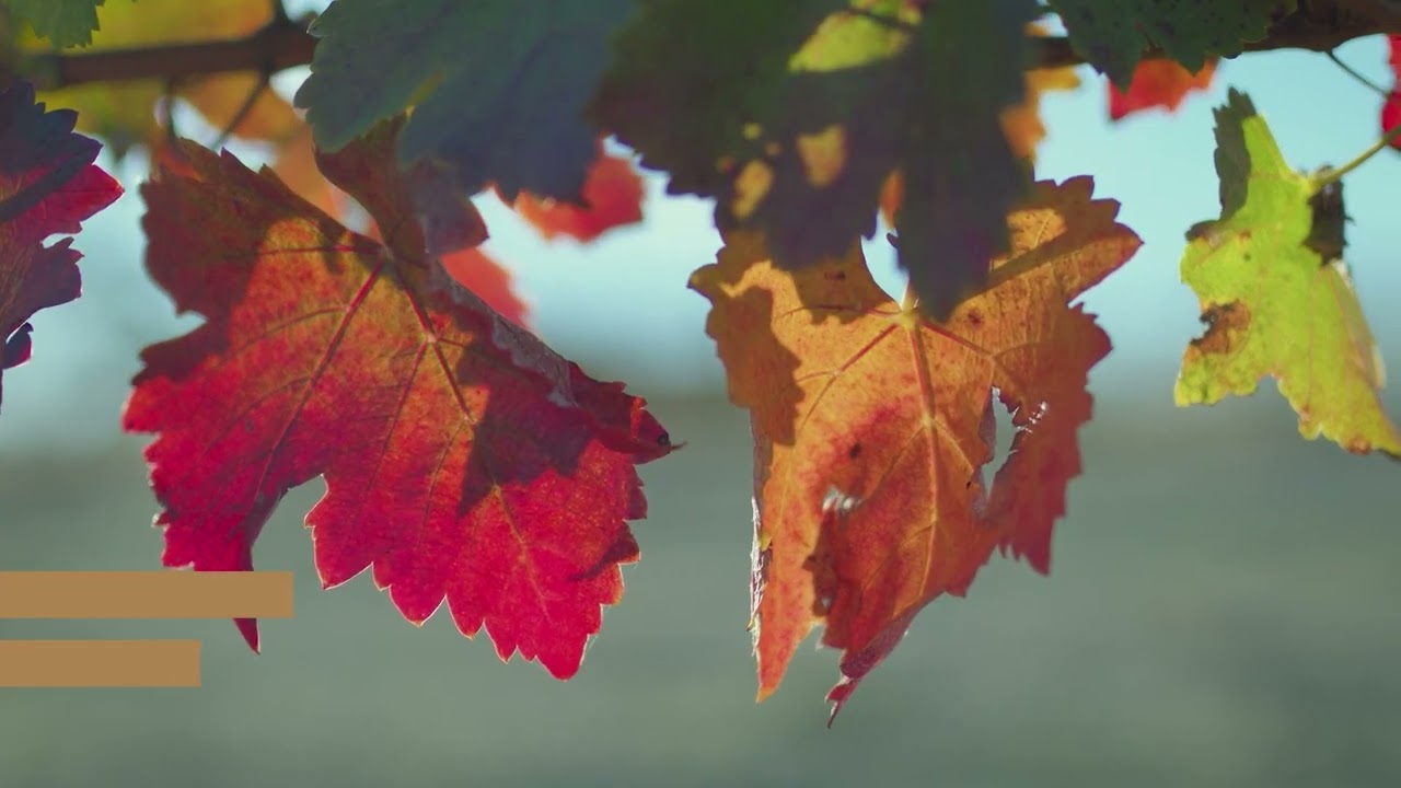 Seasons at the Taylors Winery