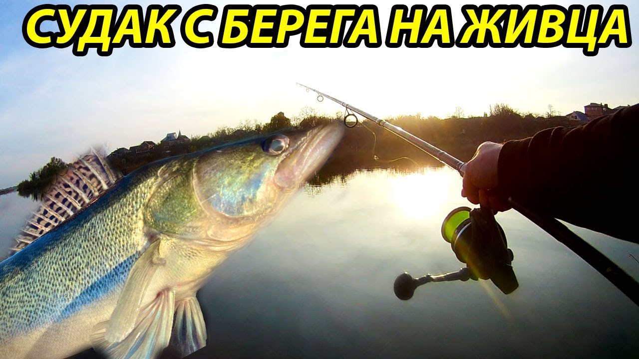 Судак на донки с берега на живца,Рыбалка в ноябре,рыбалка на живца