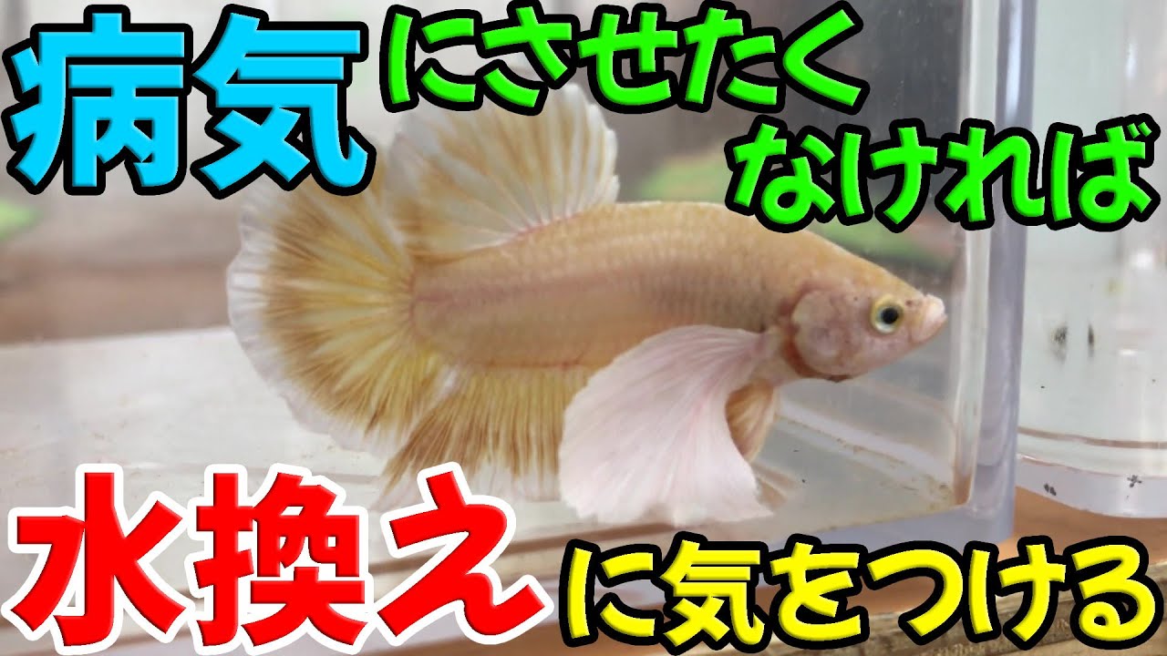 【やり方・頻度】ベタの水換えについて大事なことがあります【方法・全換え】