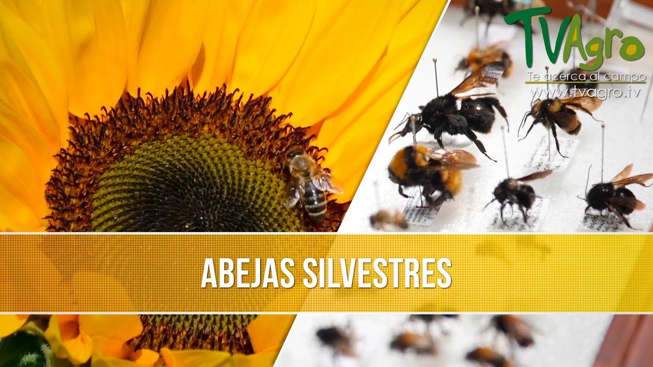 Que son las Abejas silvestres- TvAgro por Juan Gonzalo Angel