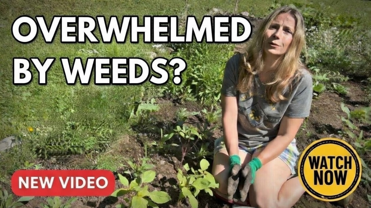 Overwhelmed by Weeds? My Daily Bucket Challenge + Battling Slugs in the Garden