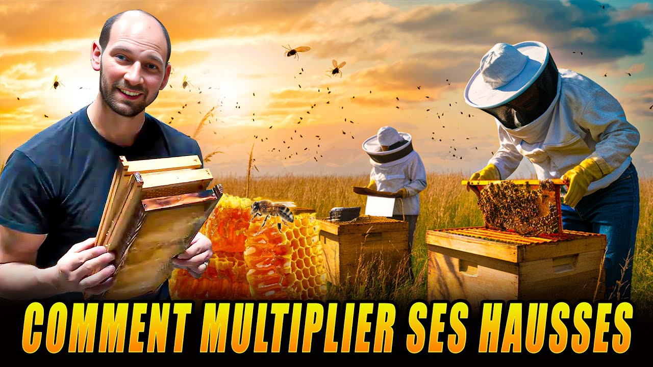 Comment multiplier ses hausses facilement en ruche Dadant ?
