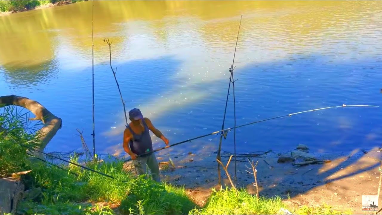 Pescuit La MREANA MARE Pe Mures Cu Mamaliga - Partida scurta