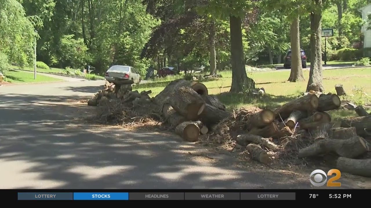 Long Island&rsquo;s Smithtown Turning Into &lsquo;Stumptown,&rsquo; Due To Companies Dumping Trees Into The Street