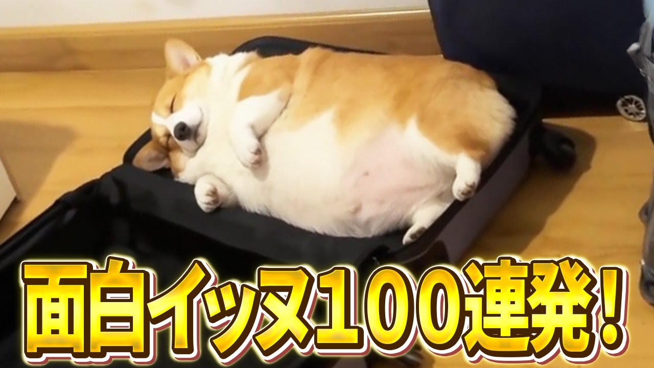 【北海道チーズ蒸しケーキかよｗ】ツッコミどころ満載なおもしろ犬動画100連発！（しゃべる、子犬、かわいい、面白い、吠える）