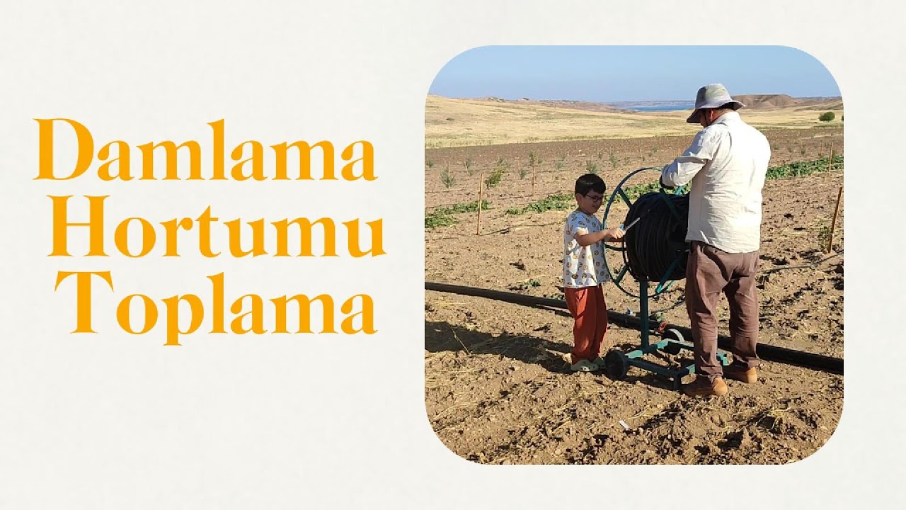 Damlama Hortumlarını Topluyorum.
