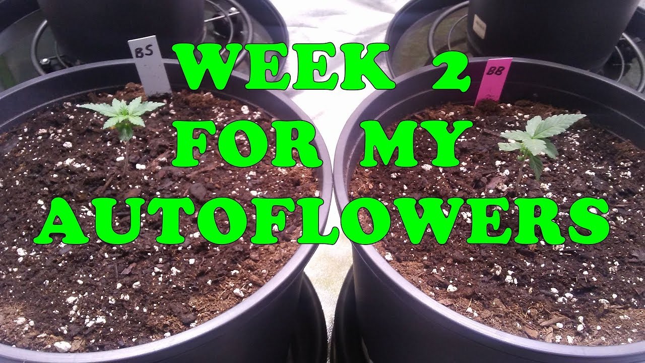 My Bloody Skunk is growing slowly and my Big Bud is growing weirdly