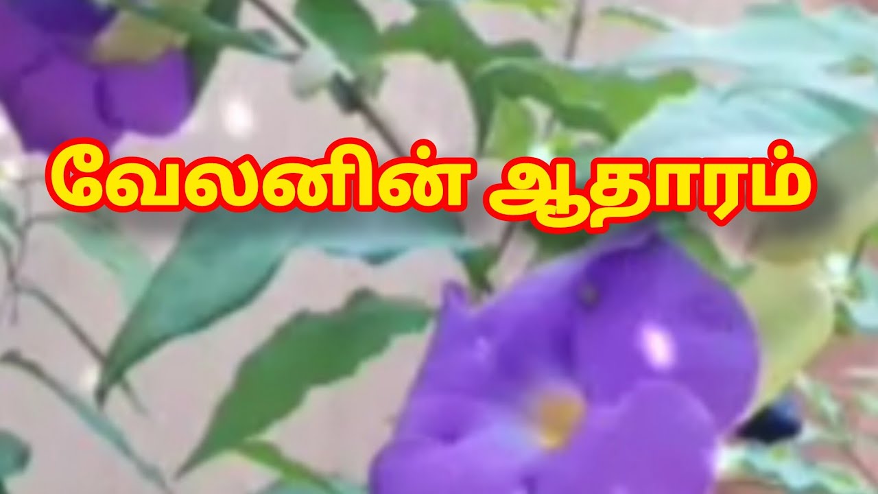 Sakthivel Part-2 Prediction |30th to 31st January 2026|வேலனின் ஆதாரம் |என் கணிப்பு  