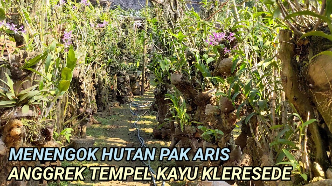 Inilah Bukti Seni & Kuatnya Media Anggrek Fosil Kayu Kleresede